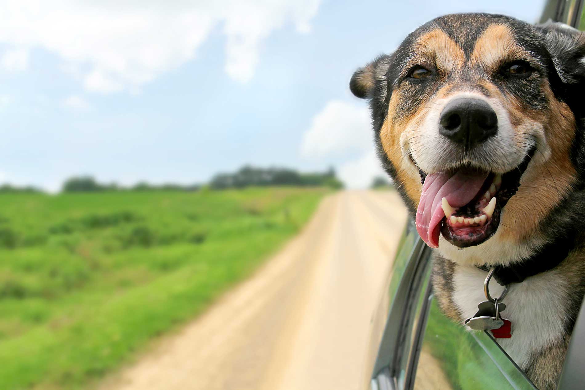 dog hanging out the car window on a dirt road